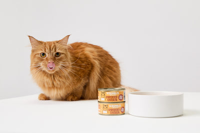 Feeding Cats With IBS