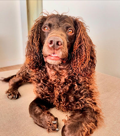 AMERICAN WATER SPANIEL BREED GUIDE