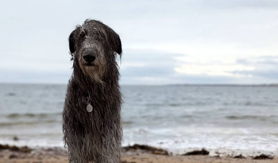 Deerhound Breed Guide