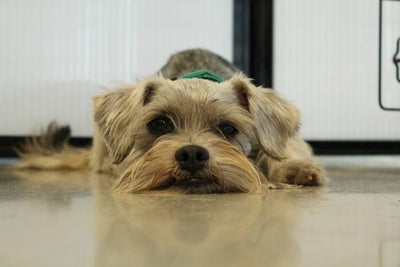 A Mini Guide to the Miniature Schnauzer