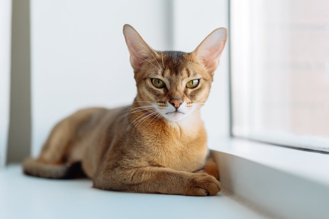 Abyssinian cat lying down