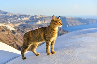 Aegean Cat Breed Guide