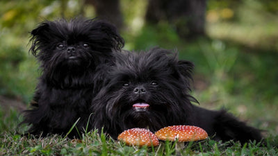 Affenpinscher Breed Guide