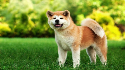 Akita Breed Guide