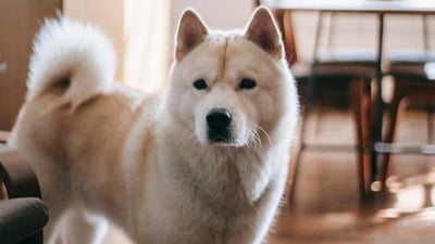 Japanese Akita Inu Breed Guide