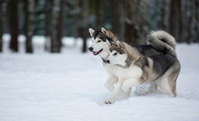 Alaskan Malamute Breed Guide