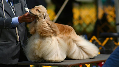American Cocker Spaniel Breed Guide