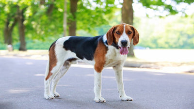 American Foxhound Breed Guide