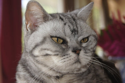 American Shorthair Cat Breed Guide