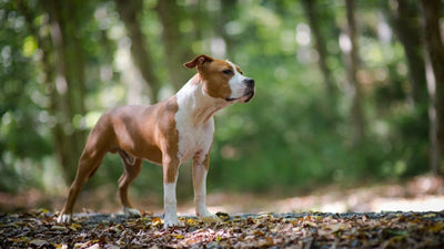 American Staffordshire Terrier Breed Guide