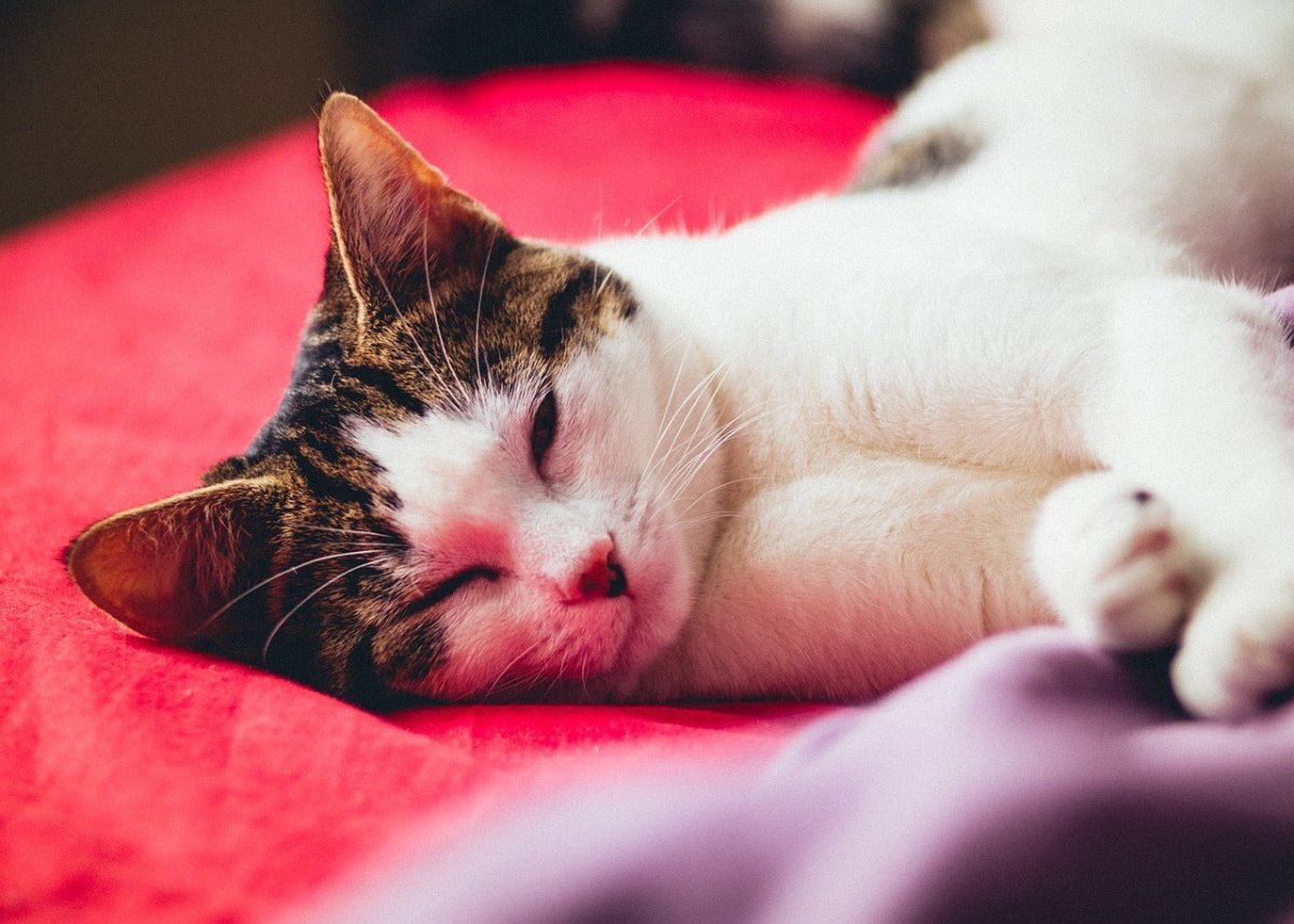 American wirehair cat lying down