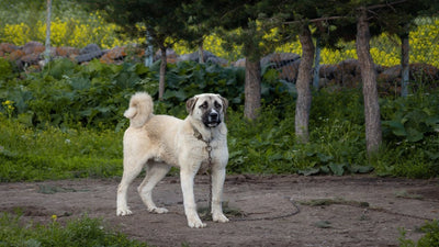 Anatolian Sheepdog Breed Guide