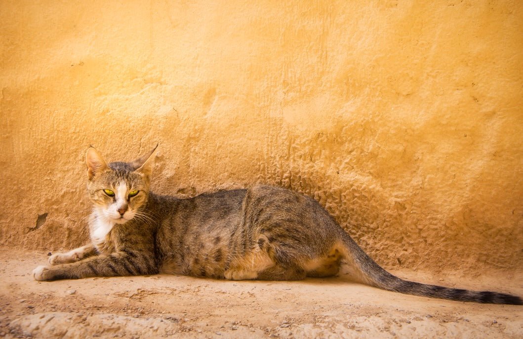 Arabian Mau Cat