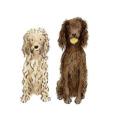 Are Cocker Spaniels the right dog for you?