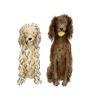 Are Cocker Spaniels the right dog for you?