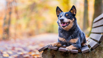Australian Cattle Dog Breed Guide