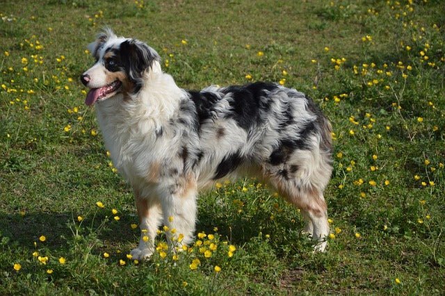 Australian Shepherd 