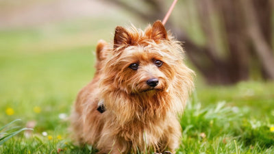 Australian Terrier Breed Guide