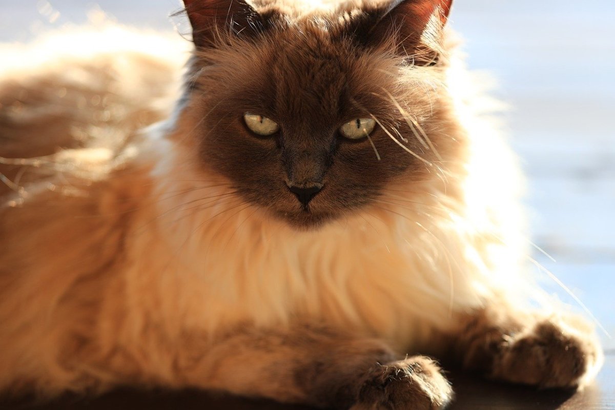Balinese Cat 