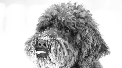Barbet Breed Guide