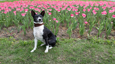 Basenji Breed Guide