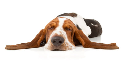 Basset Hound Breed Guide