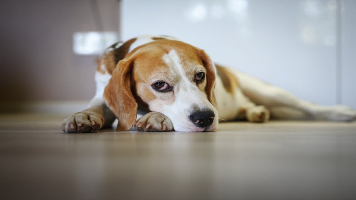 Beagle | Breed Guide | Scrumbles – Scrumbles: Natural Pet Food
