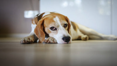 Beagle Breed Guide