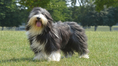 Bearded Collie Breed Guide