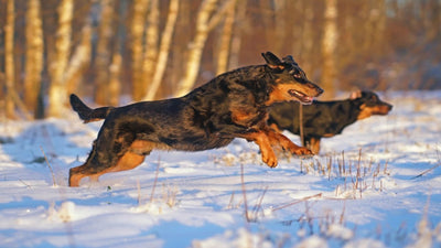Beauceron Breed Guide
