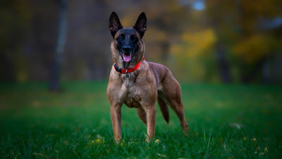 Belgian Malinois Breed Guide