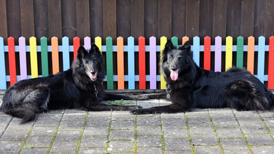 Belgian Sheepdog Breed Guide
