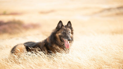 Belgian Tervuren Breed Guide