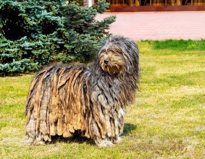 Bergamasco Breed Guide