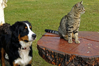 Why Do Dogs Hate Cats?
