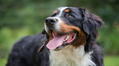 Bernese Mountain Dog Breed Guide