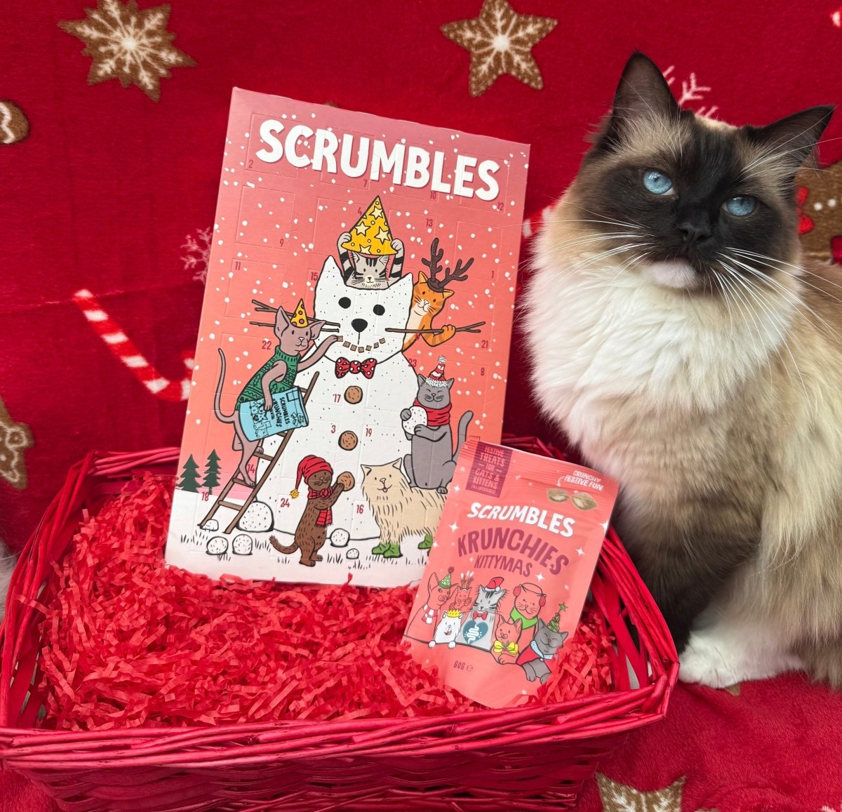 Calico Cat Breed Guide Blog Scrumbles Scrumbles Natural Pet Food calico-cat-breed-guide-blog-scrumbles-scrumbles-natural-pet-food