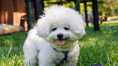 Bichon Frise Breed Guide