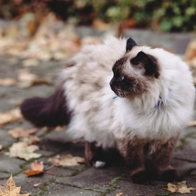 Birman Cat Breed Guide