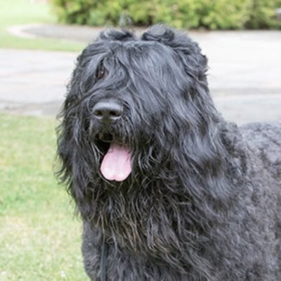 Black Russian Terrier Guide