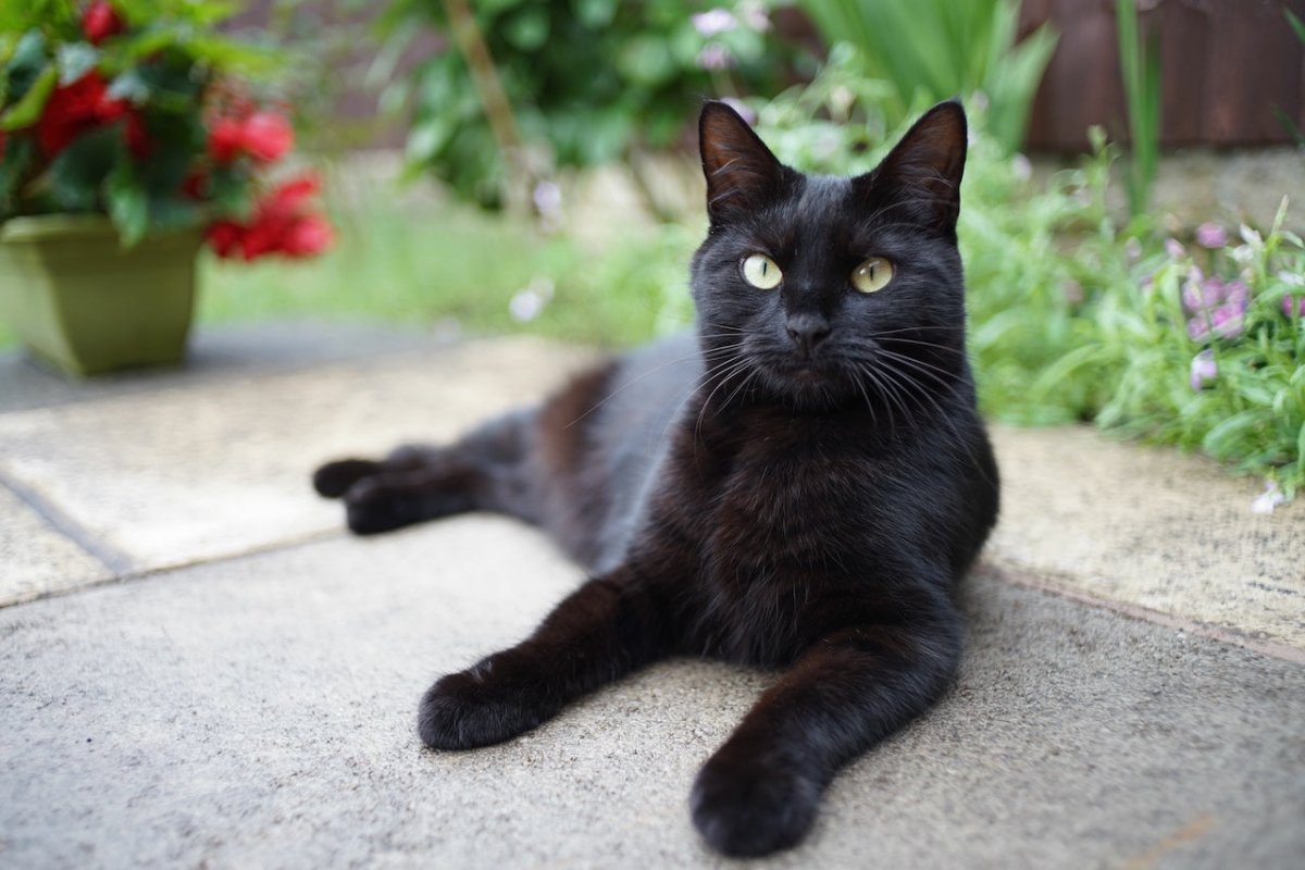 Bombay cat lying in a garden