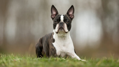 Boston Terrier Breed Guide