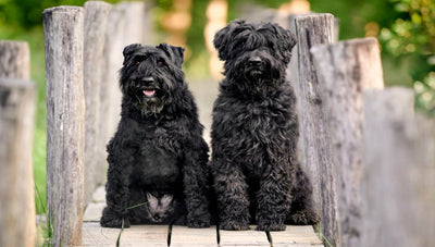 Bouvier Des Flandres Breed Guide