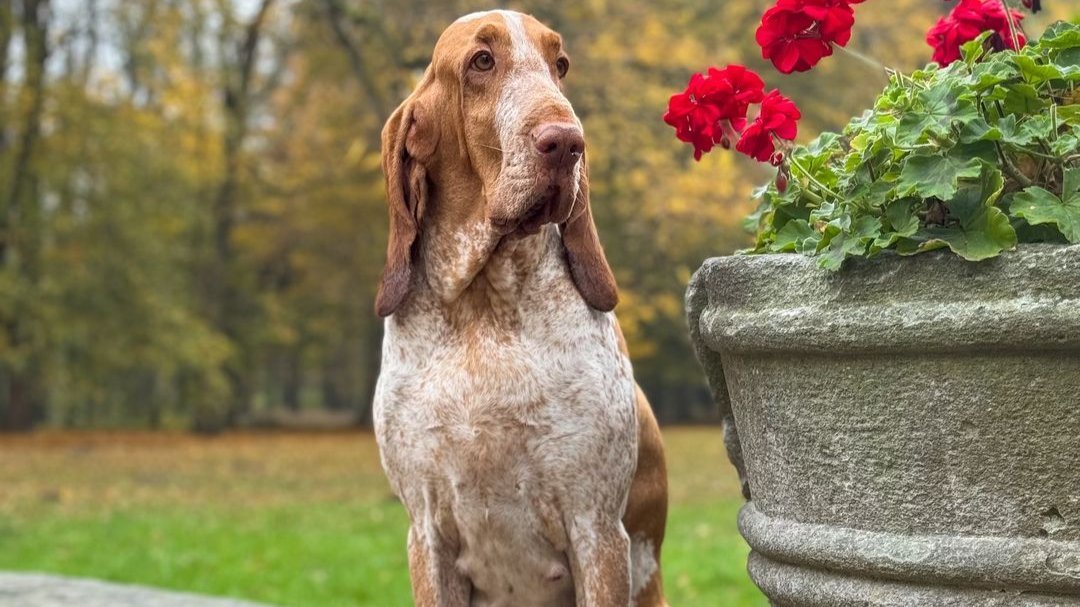 Bracco Italiano Breed Guide – Scrumbles: Natural Pet Food
