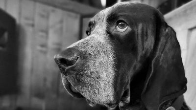 Braque D’Auvergne Breed Guide