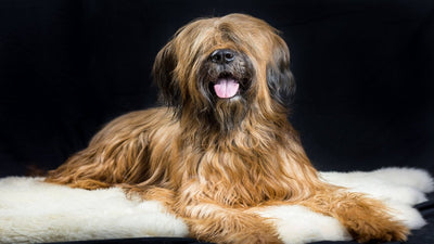 Briard Breed Guide