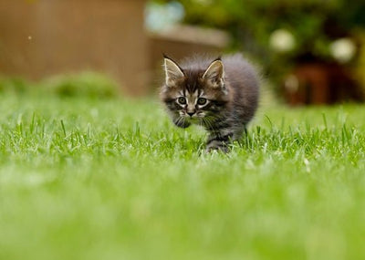 Bringing Home a Kitten: A Guide For New Purrents