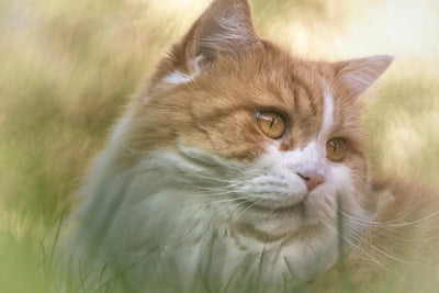 British Longhair Breed Guide