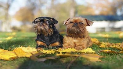 Brussels Griffon Breed Guide