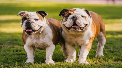 Bulldog Breed Guide